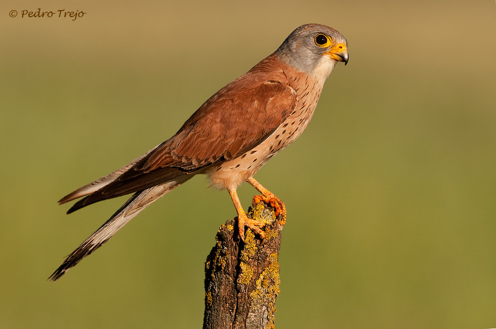 Cernicalo primilla  (Falco naumanni)